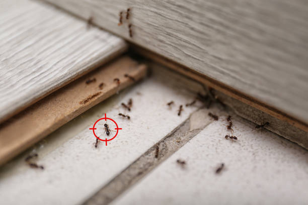 Best Termite Control Services  in Mccamey, TX