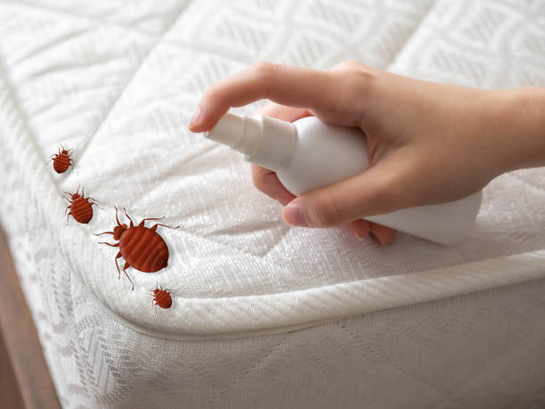 Best Emergency Pest Control  in Mccamey, TX