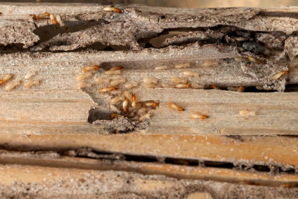 Best Pest Control Near Me in Mccamey, TX