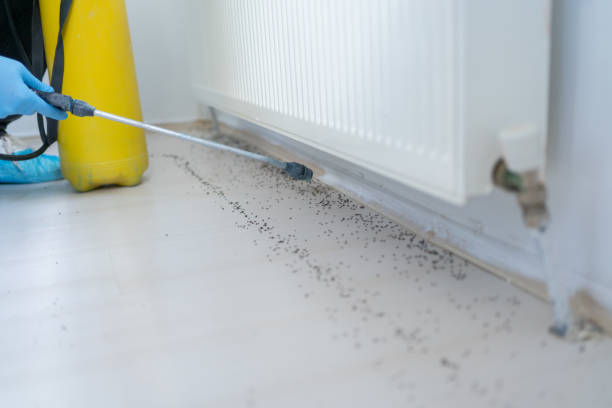 Best Ant Control Services  in Mccamey, TX