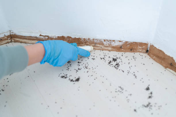 Best Pest Control Near Me  in Mccamey, TX